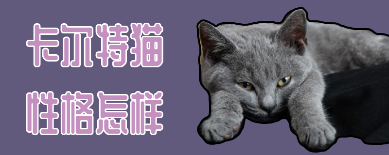 卡爾特貓性格怎樣