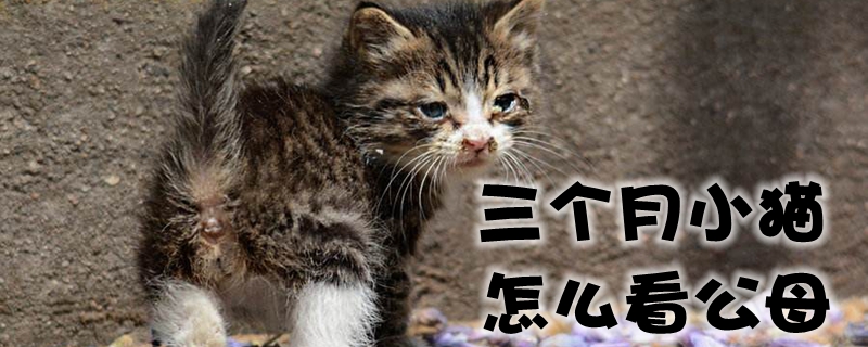 三個月小貓怎么看公母