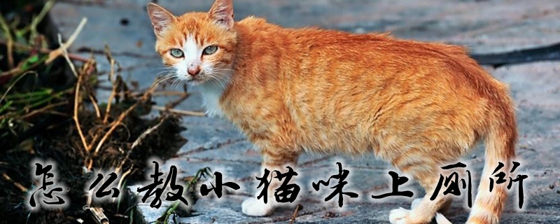怎么教小貓咪上廁所