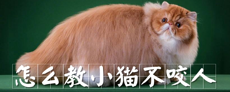 怎么教小貓不咬人