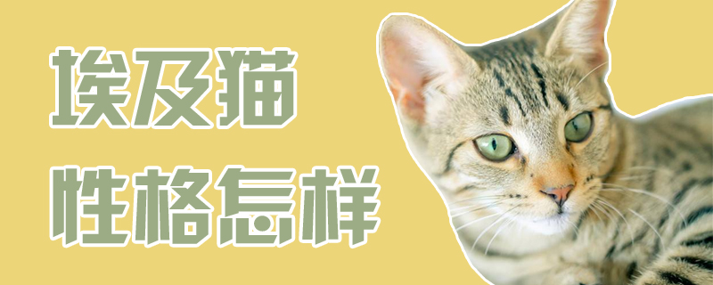 埃及貓性格怎樣