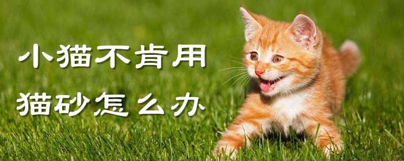 小貓不肯用貓砂怎么辦