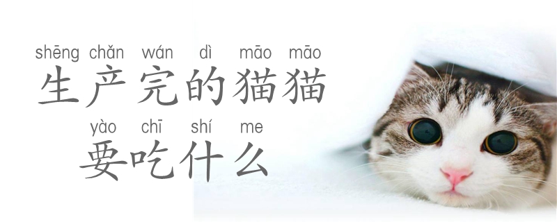 生產完的貓貓要吃什么