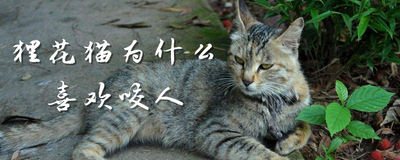 貍花貓為什么喜歡咬人