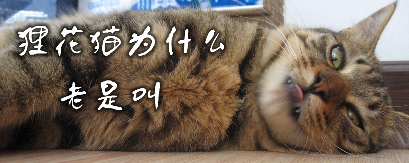 貍花貓為什么老是叫
