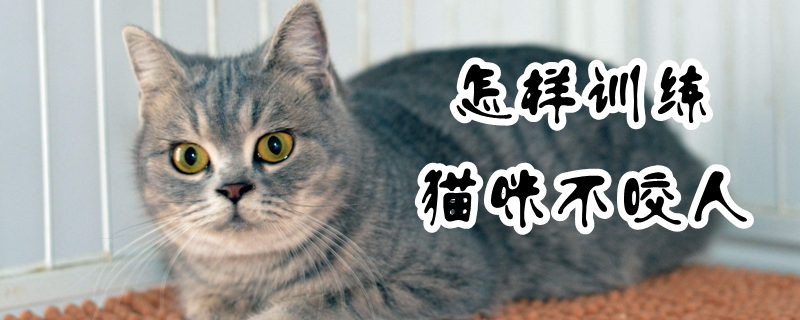 怎樣訓練貓咪不咬人
