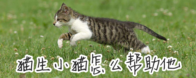 貓生小貓怎么幫助他