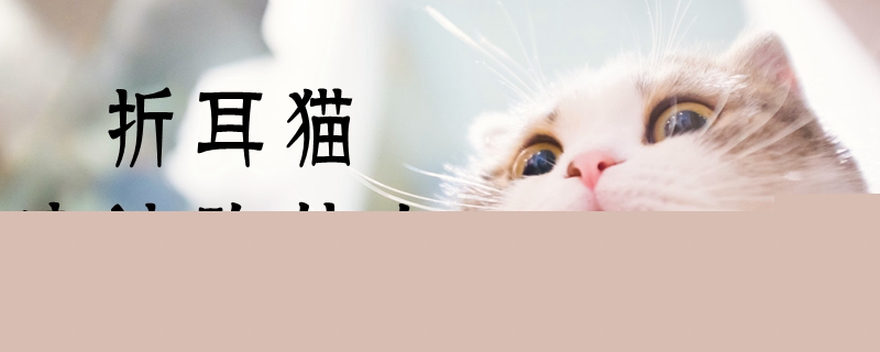 折耳貓應該吃什么