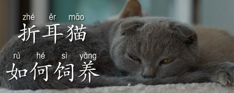 折耳貓如何飼養