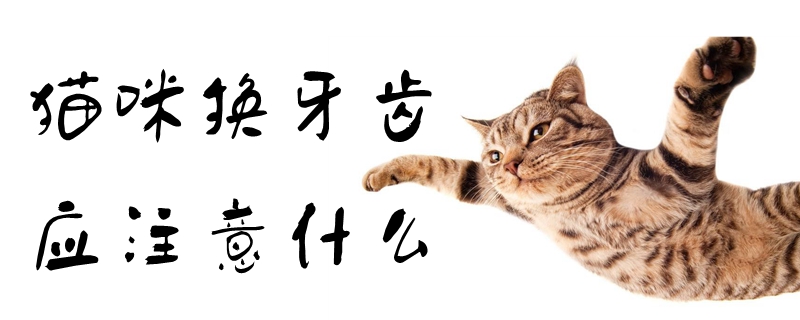 貓咪換牙齒應(yīng)注意什么
