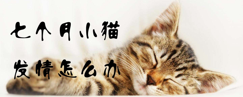七個月小貓發情怎么辦