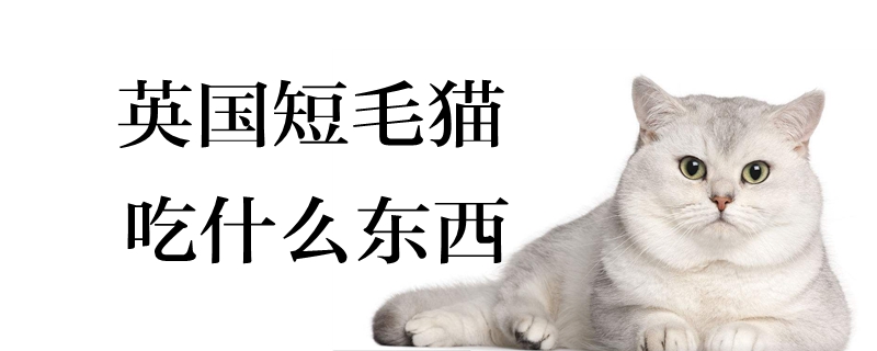 英國短毛貓吃什么東西