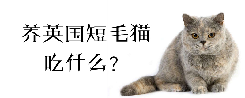 養(yǎng)英國(guó)短毛貓吃什么