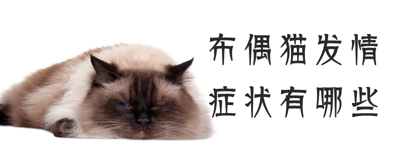 布偶貓發情癥狀有哪些