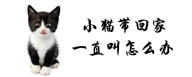 小貓帶回家一直叫怎么辦