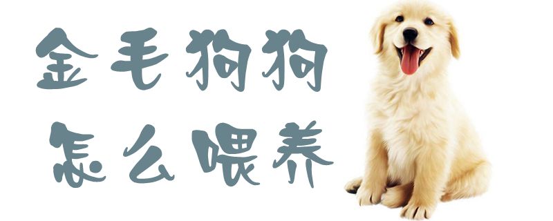 金毛狗狗怎么喂養(yǎng)1