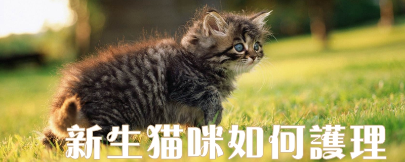 新生貓咪如何護理