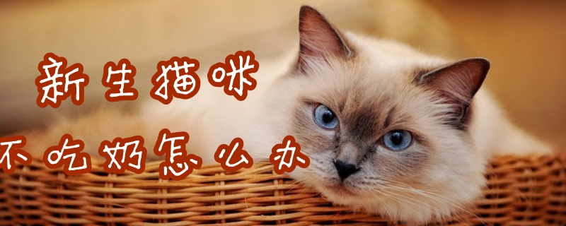 新生貓咪不吃奶怎么辦