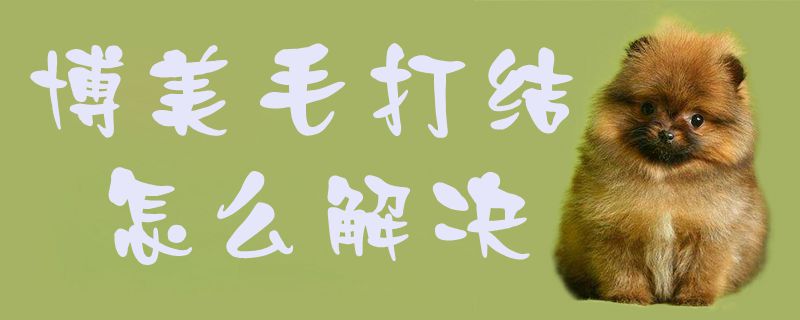 博美毛打結怎么解決1