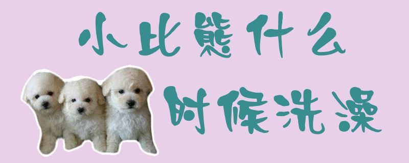 小比熊什么時(shí)候洗澡1