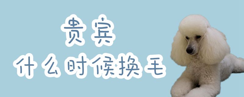 貴賓什么時候換毛