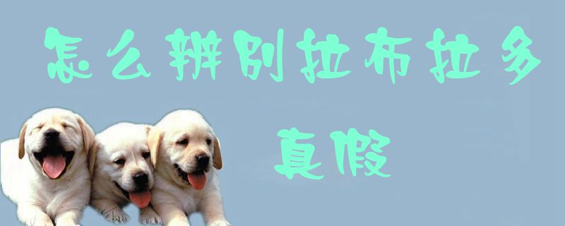 怎么辨別拉布拉多真假1