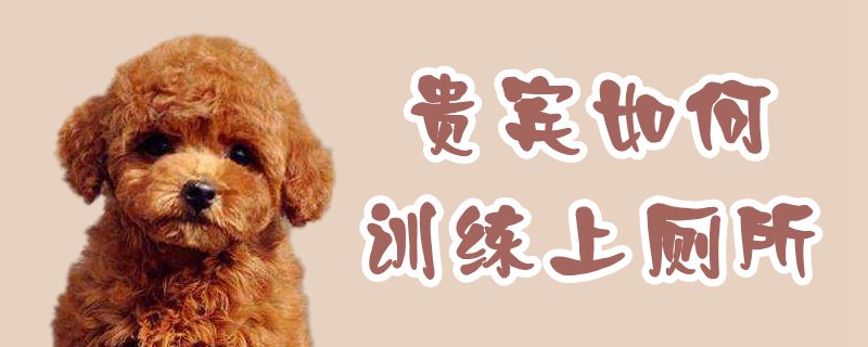 貴賓如何訓(xùn)練上廁所