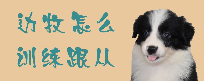 邊牧怎么訓練跟從1