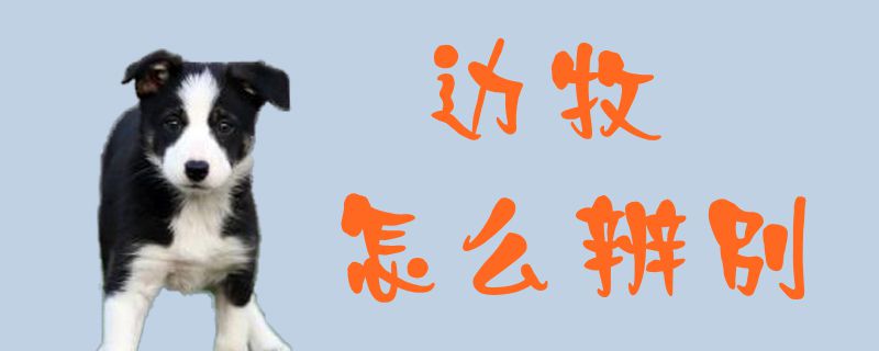 邊牧怎么辨別1