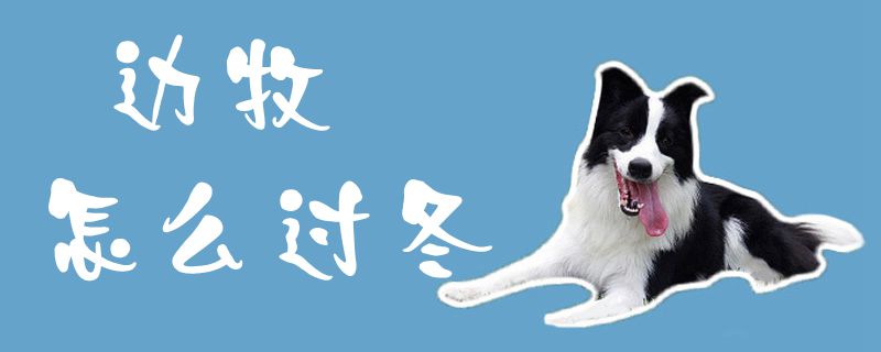 邊牧怎么過冬1