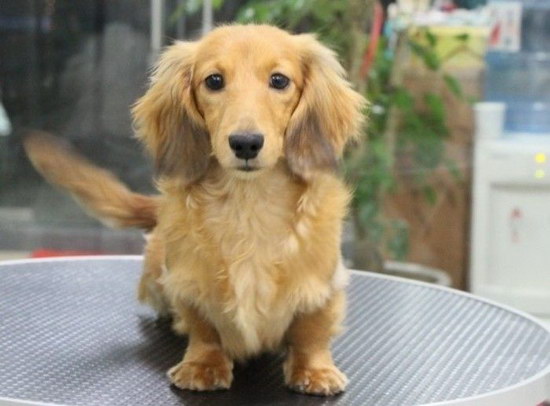 金毛犬怎么訓練 金毛犬訓練方法技巧3