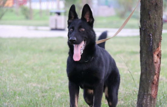 德牧怎么訓練大小便 德國牧羊犬定點上廁所訓練視頻1