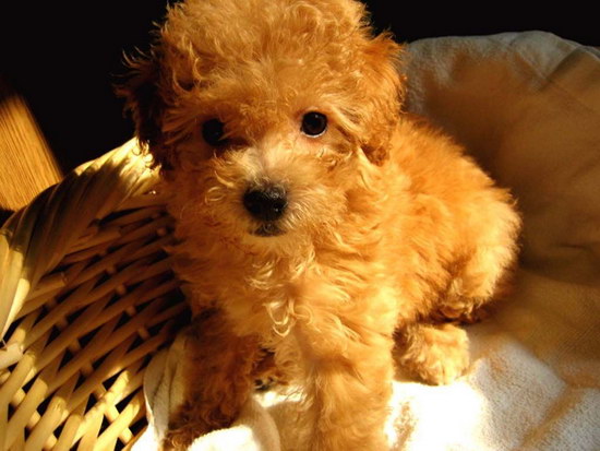 泰迪犬怎么養(yǎng) 泰迪犬怎么養(yǎng)才能養(yǎng)好健健康康的4