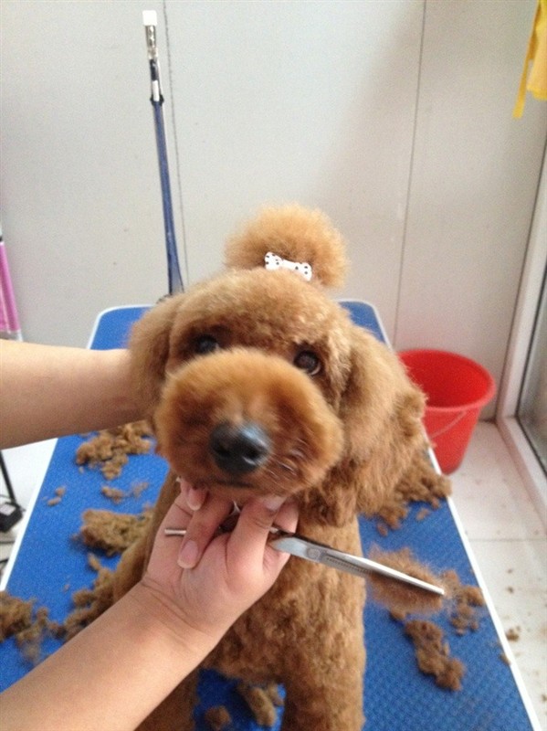 泰迪犬怎么修毛視頻教程 泰迪犬修毛注意事項