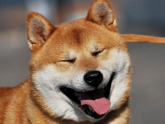 小柴犬怎么養 如何養好一只兩三個月大的小柴犬1