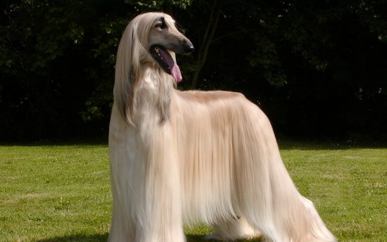 阿富汗獵犬為什么被禁養(yǎng) 阿富汗獵犬被禁養(yǎng)原因1