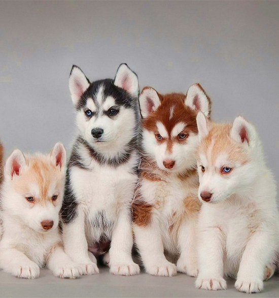 哈士奇幼犬怎么養(yǎng) 哈士奇幼犬飼養(yǎng)方法2