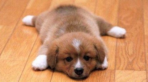 狗狗什么時候斷奶 幼犬幾個月斷奶比較好1