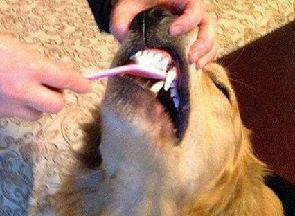 狗狗用什么潔齒好 狗狗牙膏有必要給狗狗使用嗎1