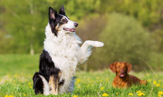 邊境牧羊犬怎么養 邊境牧羊犬飼養方法4