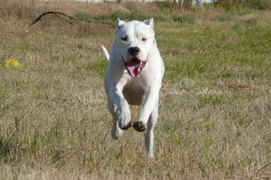 杜高犬怎么養 杜高犬喂養注意事項2