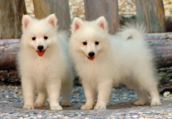 銀狐犬怎么養(yǎng) 銀狐犬喂養(yǎng)知識2