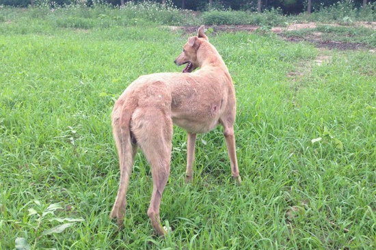 格力犬怎么養 格力犬飼養方法及注意事項2