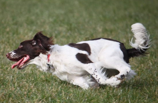 史賓格犬怎么養 英國史賓格犬飼養方法及注意事項3