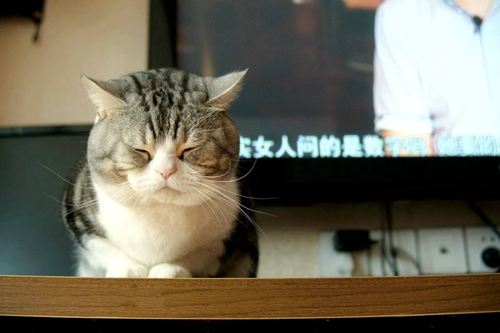 美國短尾貓怎么治療貓癬 美國短尾貓貓蘚治療方法