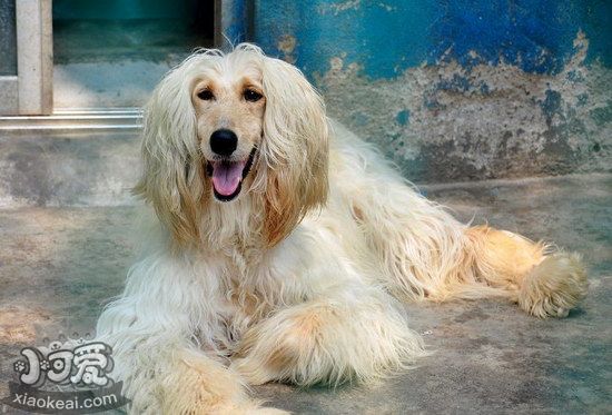 阿富汗獵犬吃什么狗糧好 阿富汗獵犬狗糧選擇技巧