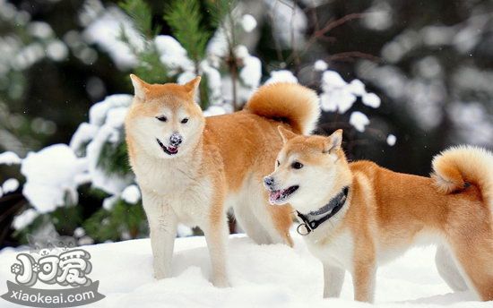 秋田犬怎么美容 秋田犬美容要點介紹1