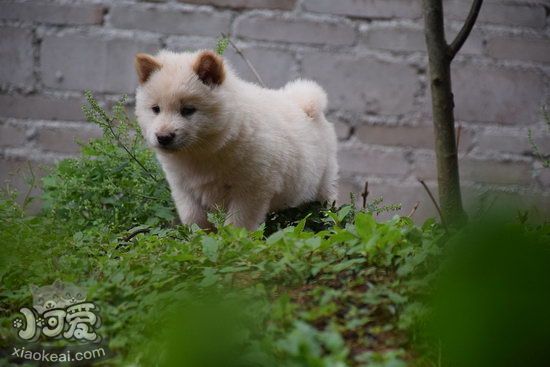 中華田園犬怎么喂養 中華田園犬喂養注意事項2