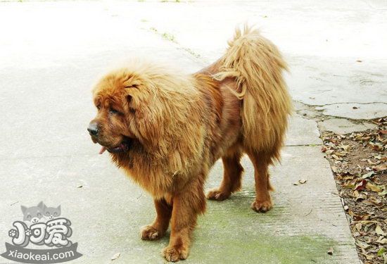 藏獒吃什么毛長的好 藏獒吃什么食物毛發(fā)長的好2