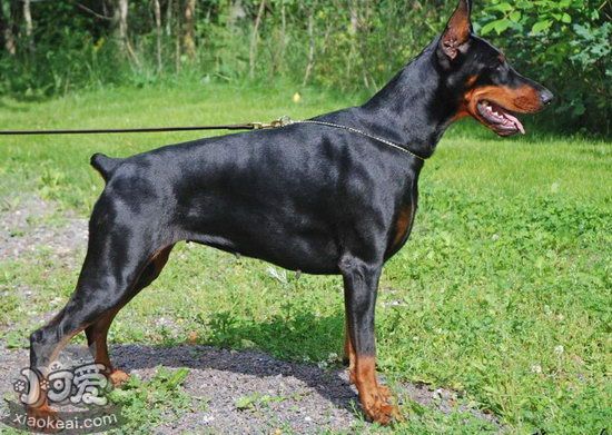 杜賓犬怎么美容 德國(guó)杜賓犬美容方法1